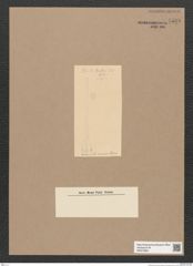 Diatomeae indet. Zeichnungen Sammlung Grunow Nr. 5533 (NHMW-BOT-W0373984)